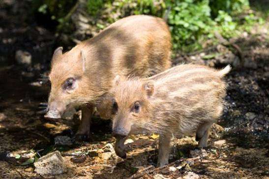 野生のクマ・サル・イノシシに遭遇した人