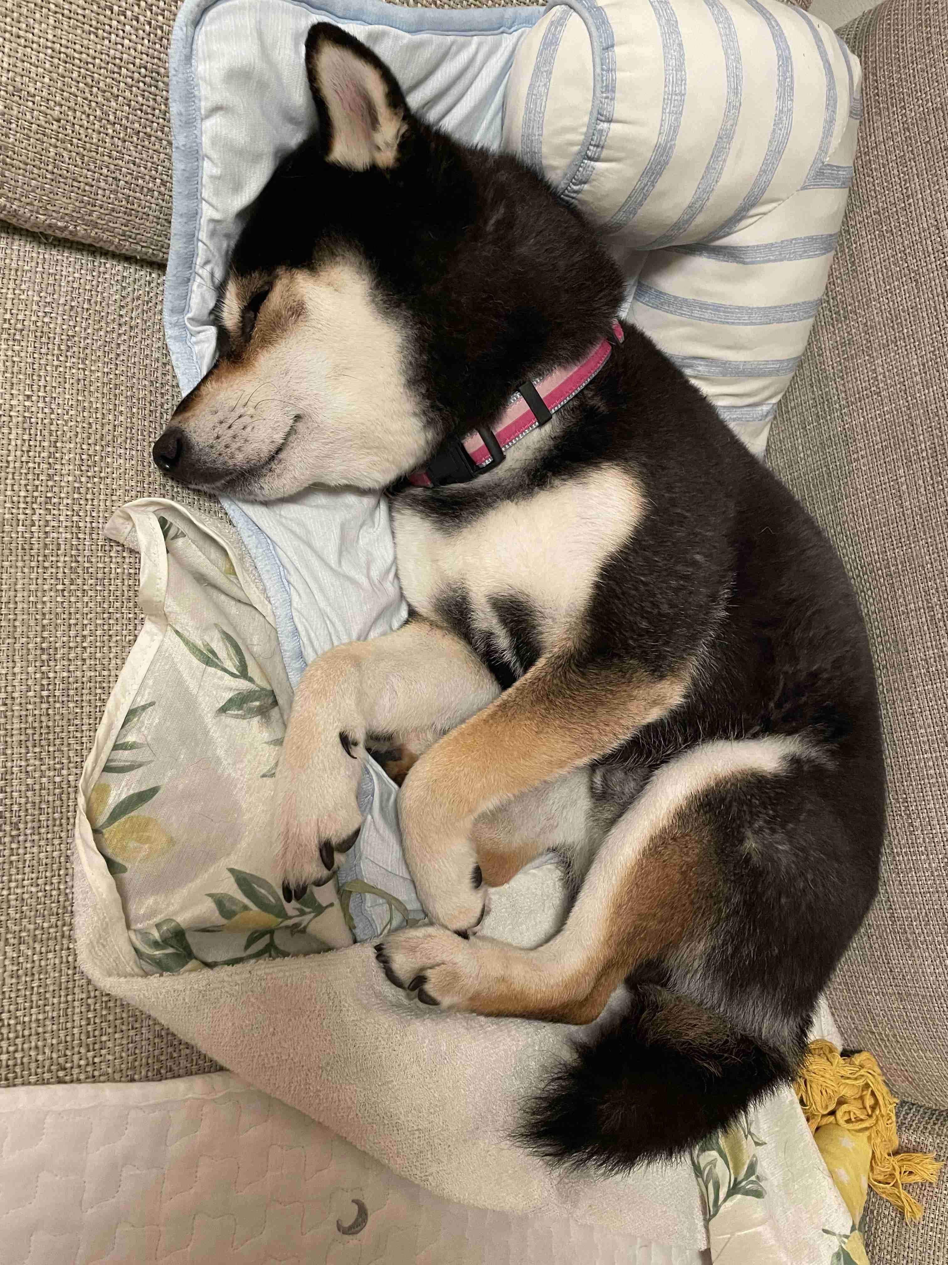 【調査】犬が好きな場所は？ ソファや人の足元を好む理由｜獣医師解説