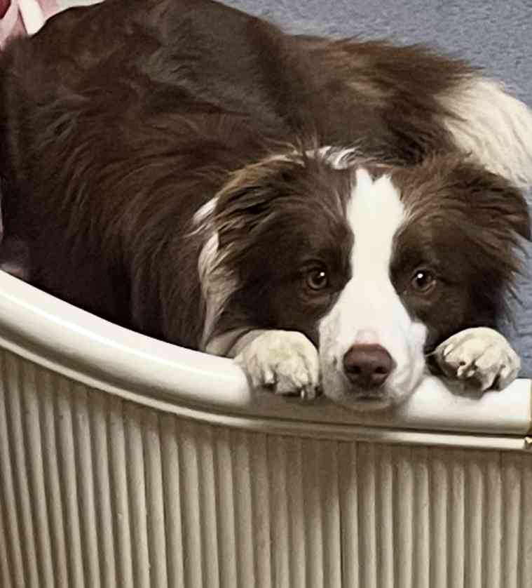 【調査】犬が好きな場所は？ ソファや人の足元を好む理由｜獣医師解説