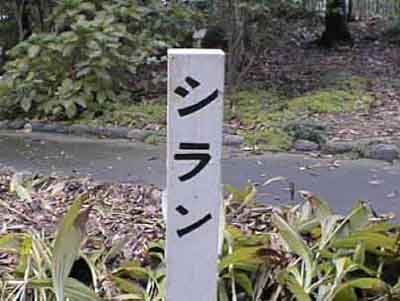 【衝撃スクープ】宝塚歌劇団・星組トップスター礼真琴が元SMAPメンバーと合流へ