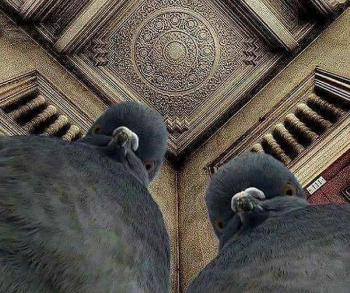 鳩が立てそうなトピ