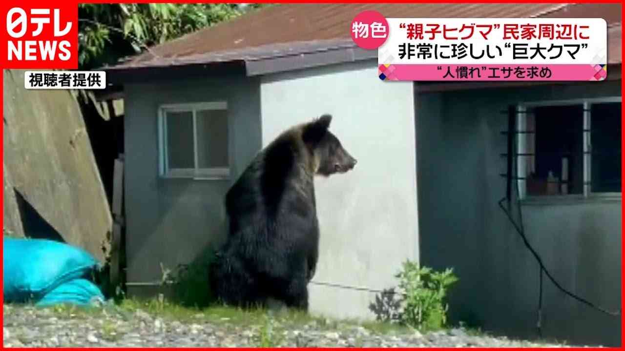 「人を食べる習慣を持つクマが増えている」全国的に増えるクマの人的被害「明らかに局面は変わった」と識者 市街地中心部、マンションや地下鉄駅前にも出没