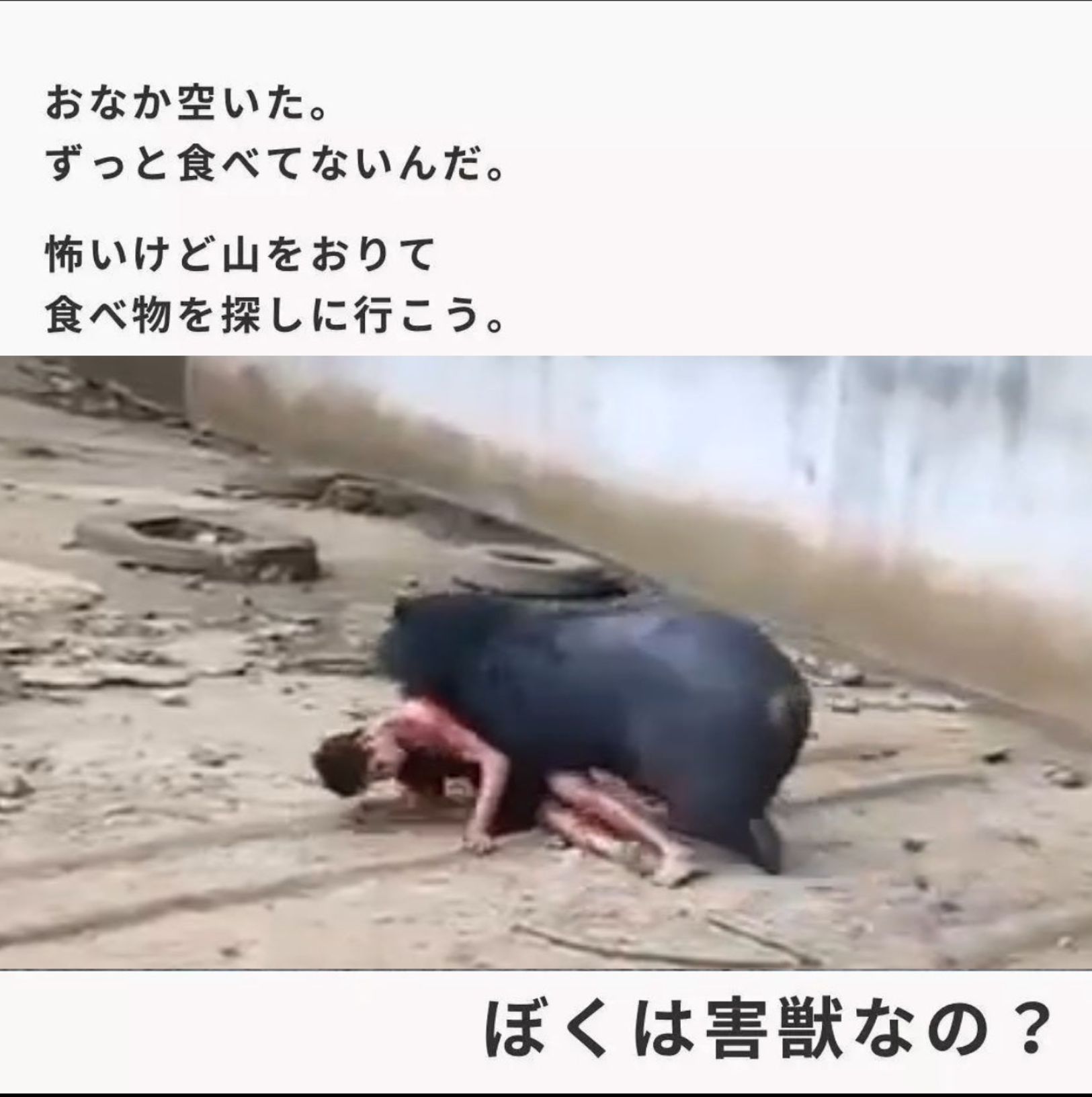 「人を食べる習慣を持つクマが増えている」全国的に増えるクマの人的被害「明らかに局面は変わった」と識者 市街地中心部、マンションや地下鉄駅前にも出没
