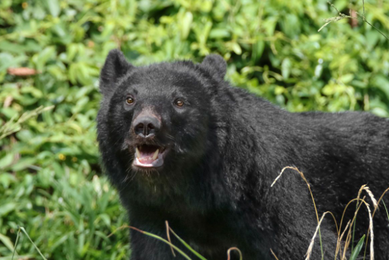 「人を食べる習慣を持つクマが増えている」全国的に増えるクマの人的被害「明らかに局面は変わった」と識者 市街地中心部、マンションや地下鉄駅前にも出没