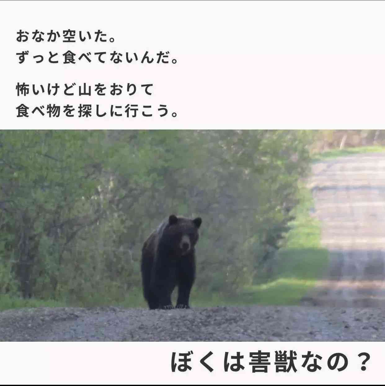「人を食べる習慣を持つクマが増えている」全国的に増えるクマの人的被害「明らかに局面は変わった」と識者 市街地中心部、マンションや地下鉄駅前にも出没