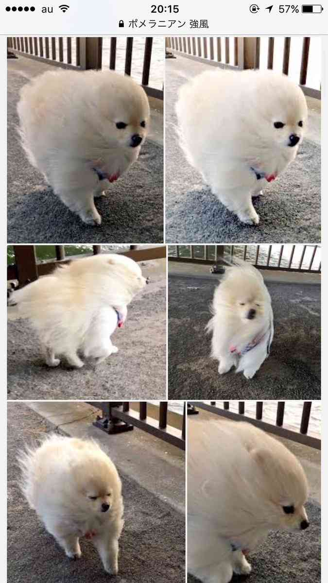 可愛い画像を貼るだけのトピ