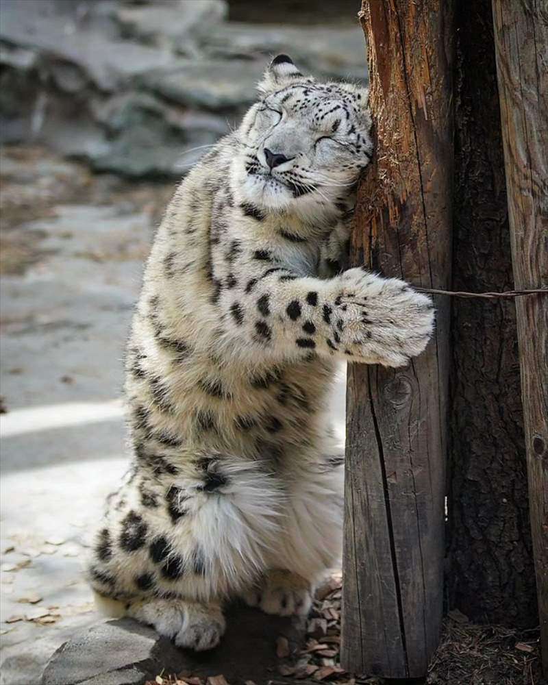 可愛い画像を貼るだけのトピ