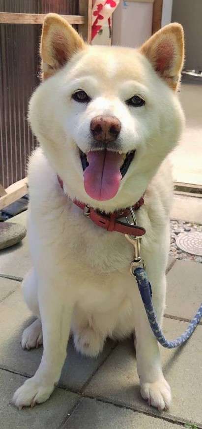 可愛い画像を貼るだけのトピ