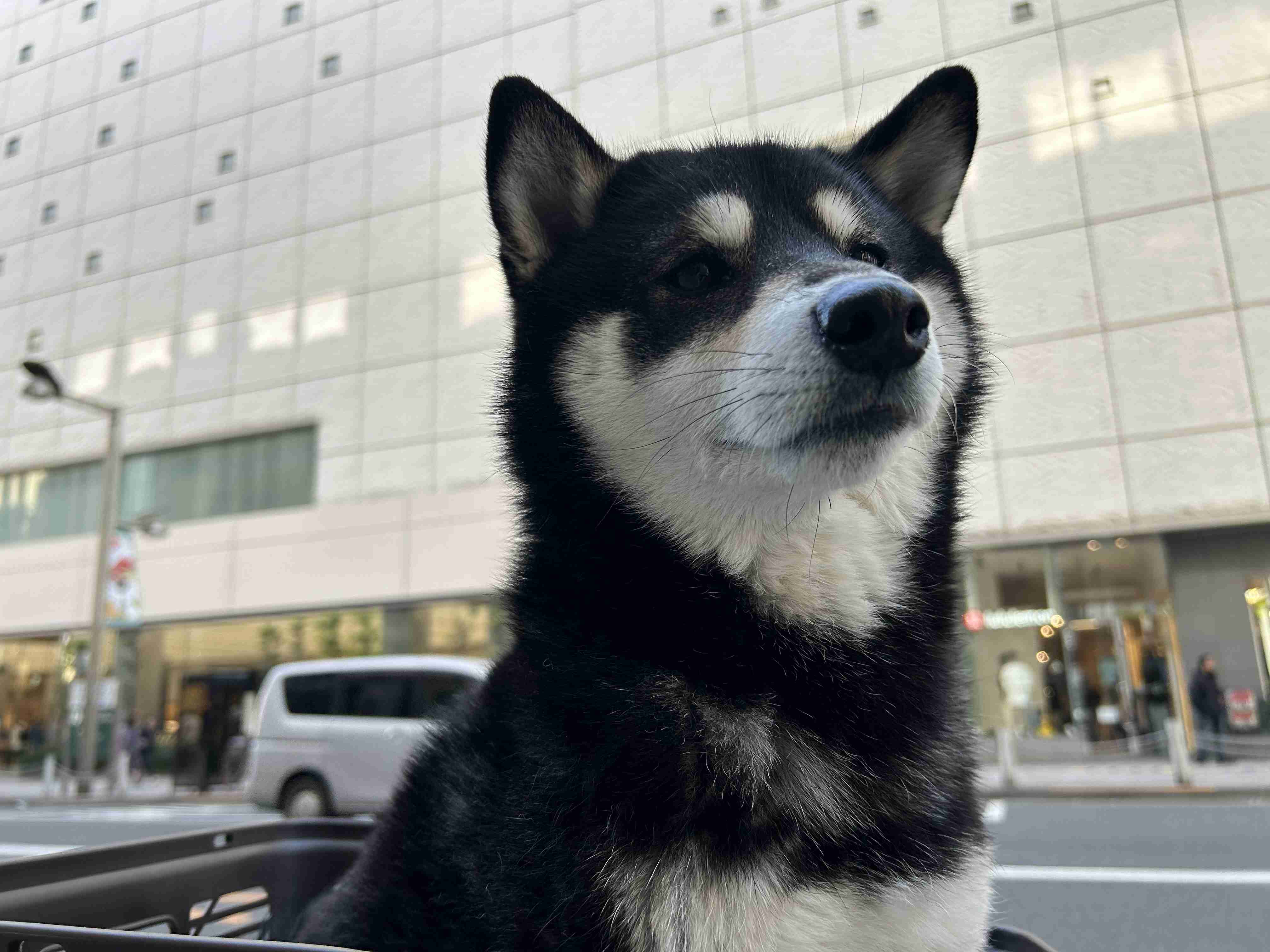 可愛い画像を貼るだけのトピ
