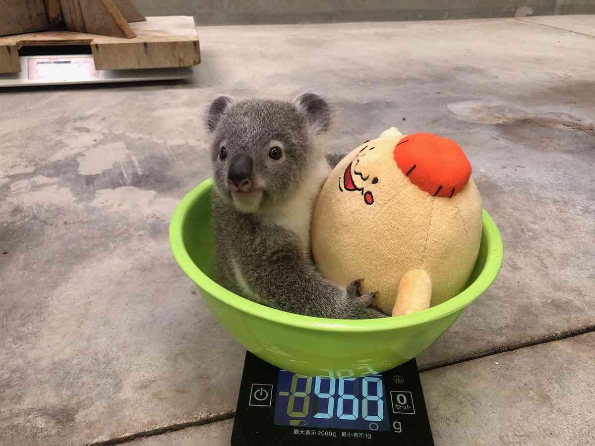 可愛い画像を貼るだけのトピ