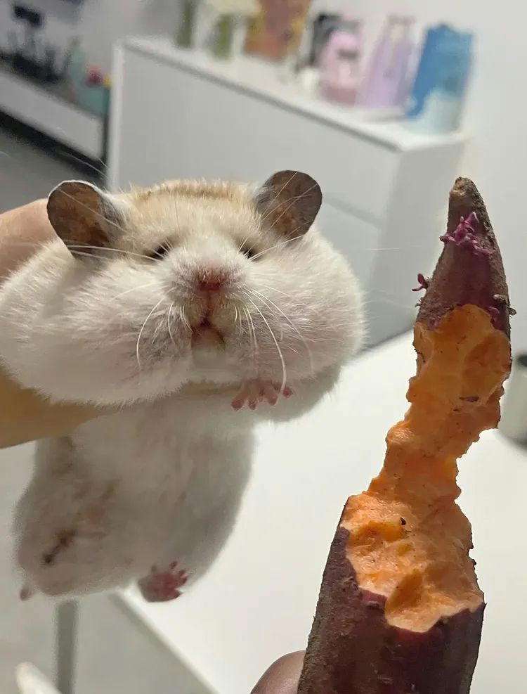 可愛い画像を貼るだけのトピ