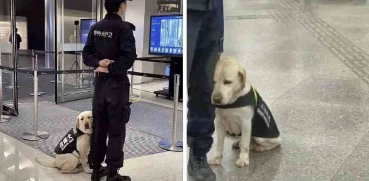 可愛い画像を貼るだけのトピ