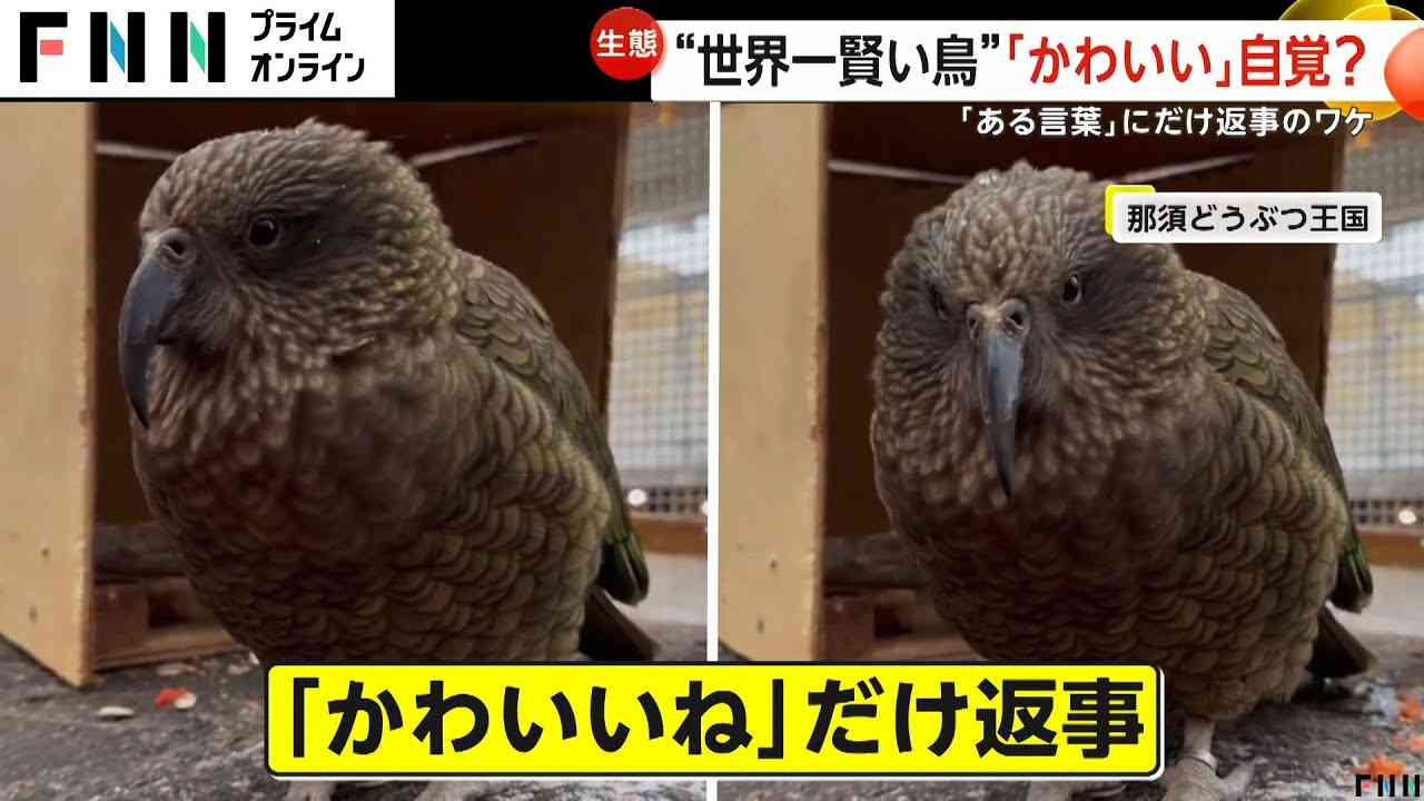 可愛い画像を貼るだけのトピ