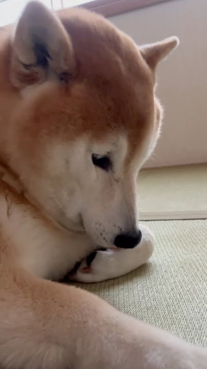 可愛い画像を貼るだけのトピ
