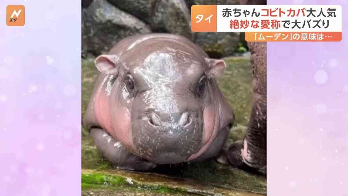 可愛い画像を貼るだけのトピ
