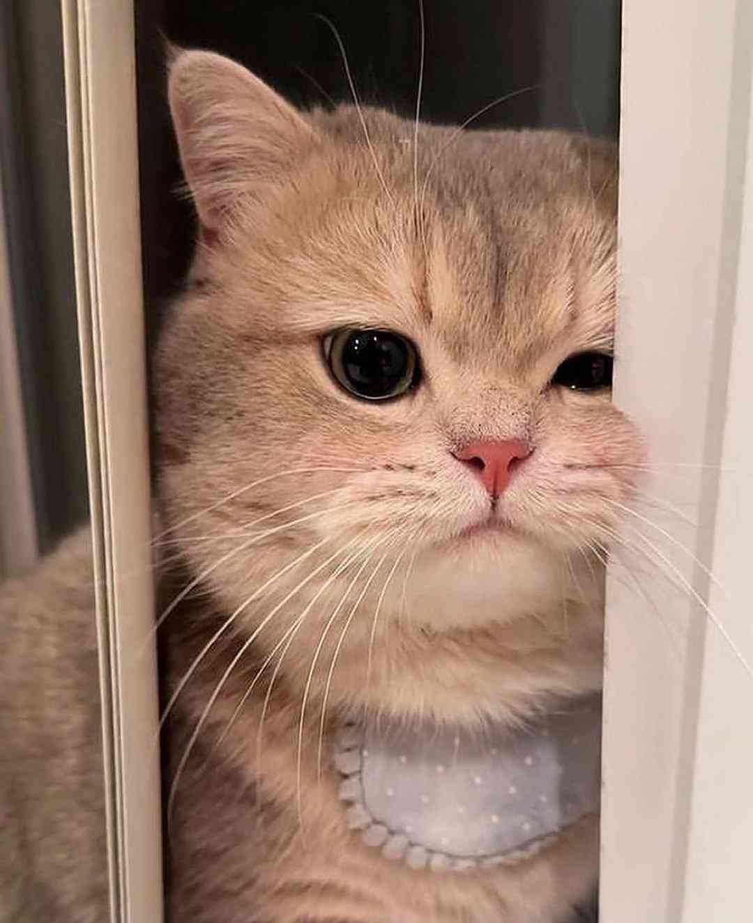 可愛い画像を貼るだけのトピ