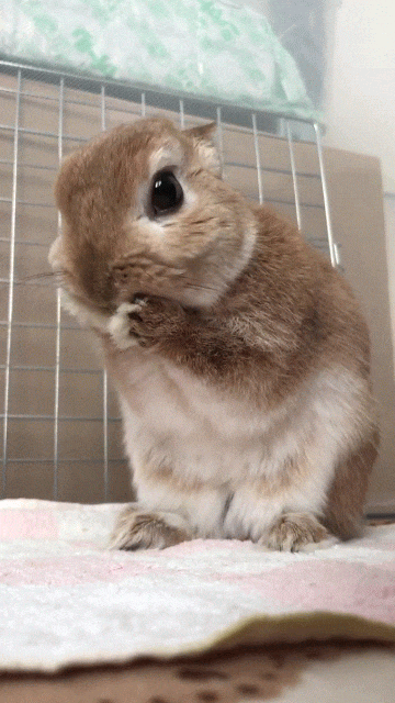 可愛い画像を貼るだけのトピ