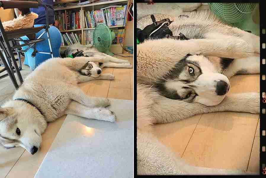 可愛い画像を貼るだけのトピ