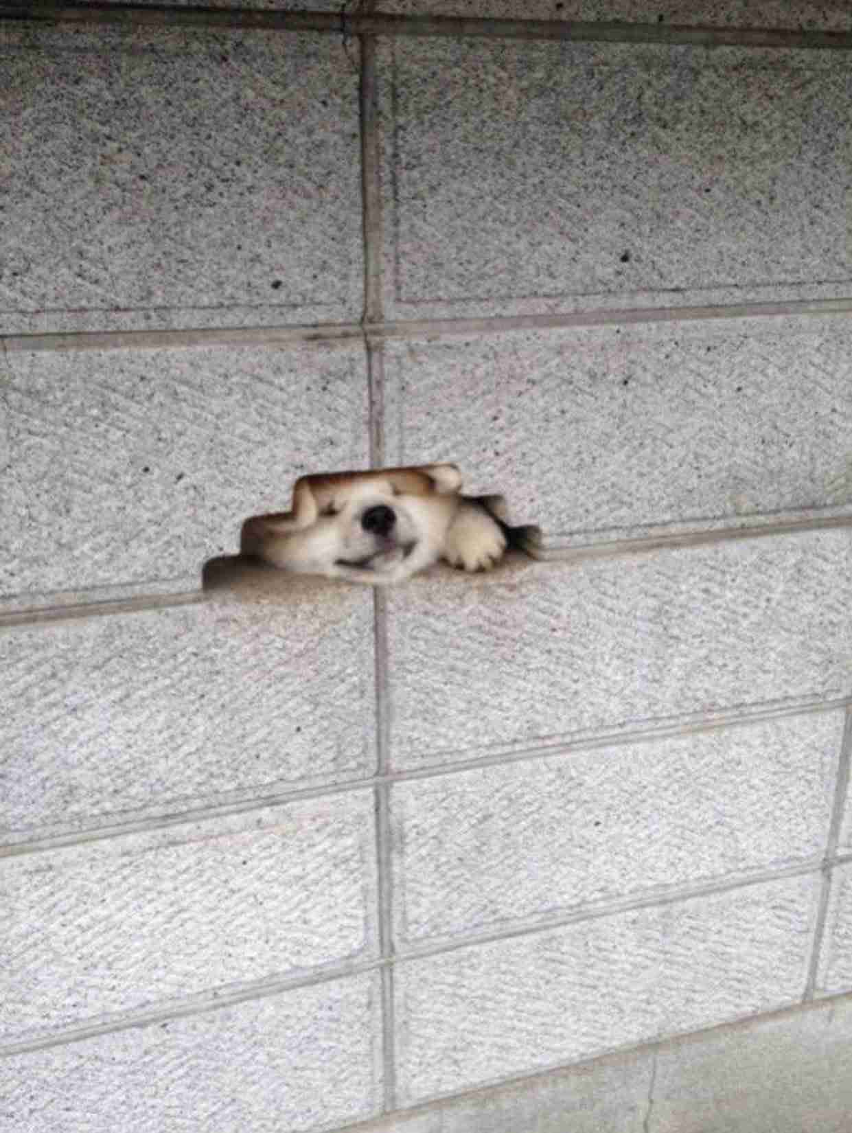 可愛い画像を貼るだけのトピ