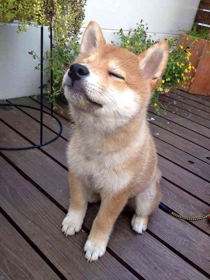 可愛い画像を貼るだけのトピ