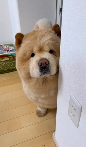 可愛い画像を貼るだけのトピ