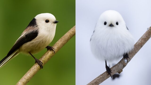 可愛い画像を貼るだけのトピ