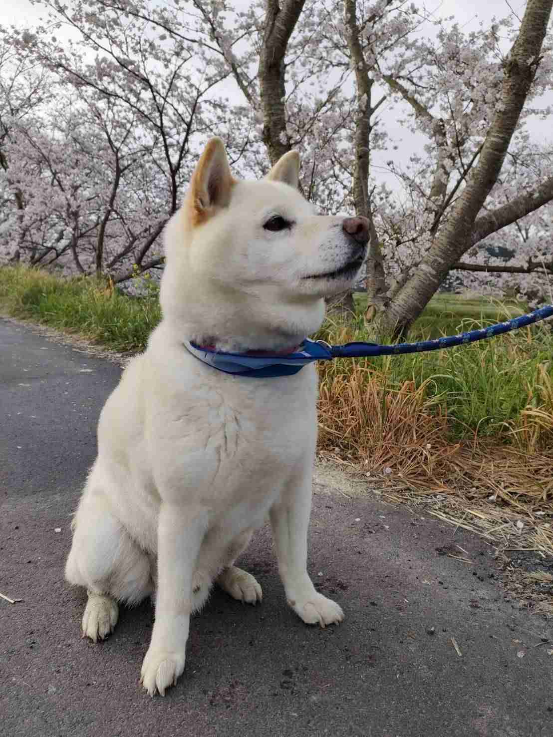 可愛い画像を貼るだけのトピ