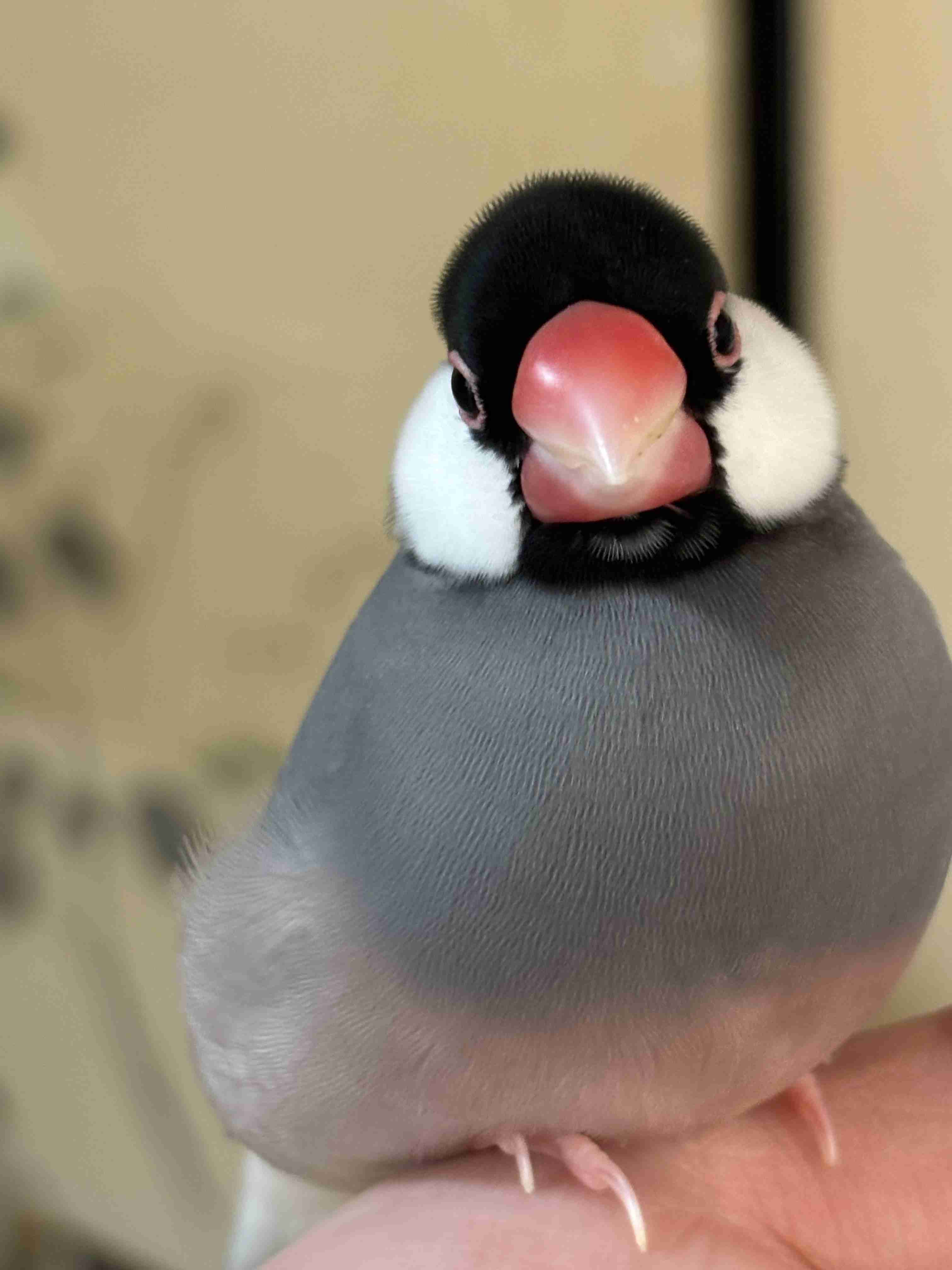 可愛い画像を貼るだけのトピ