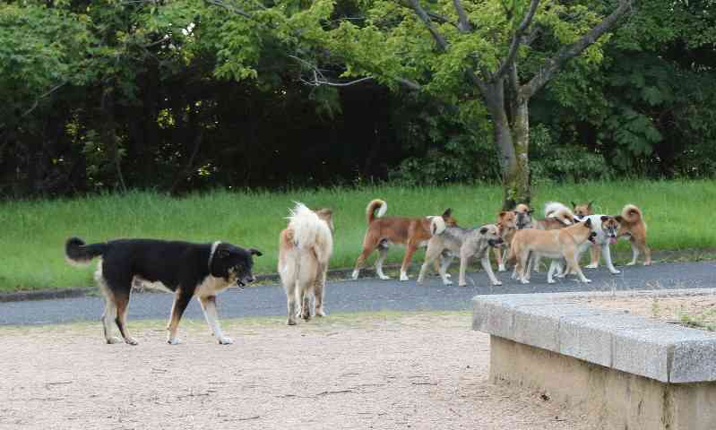 「80センチのクマが50センチの柴犬咥えて森に逃げた」宮城・大崎市　大衡村では「玄関出たらクマと鉢合わせ」60代女性が襲われる