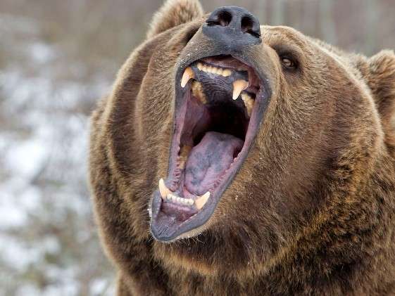 「80センチのクマが50センチの柴犬咥えて森に逃げた」宮城・大崎市　大衡村では「玄関出たらクマと鉢合わせ」60代女性が襲われる