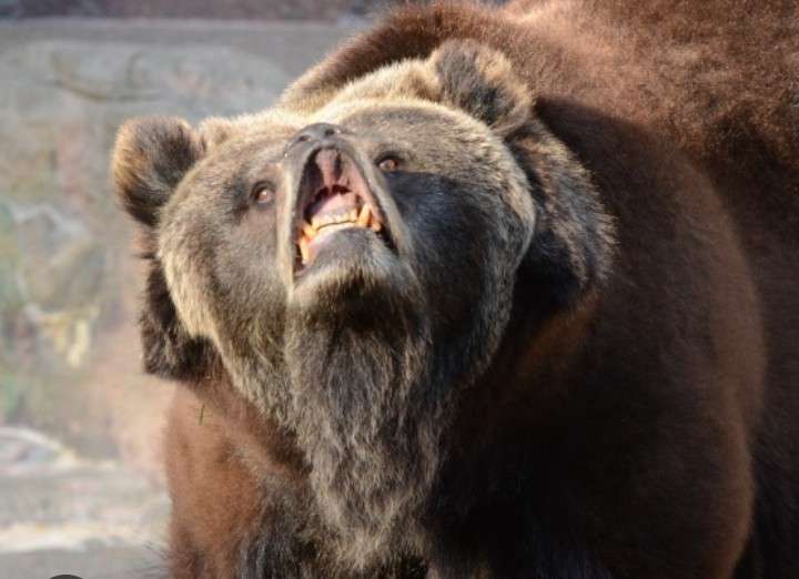 「80センチのクマが50センチの柴犬咥えて森に逃げた」宮城・大崎市　大衡村では「玄関出たらクマと鉢合わせ」60代女性が襲われる
