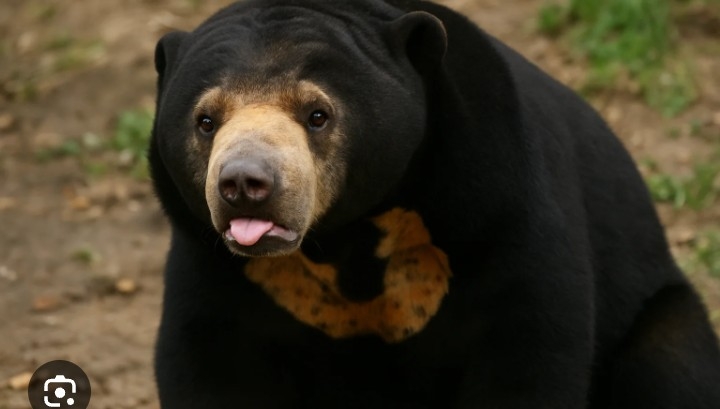 「80センチのクマが50センチの柴犬咥えて森に逃げた」宮城・大崎市　大衡村では「玄関出たらクマと鉢合わせ」60代女性が襲われる