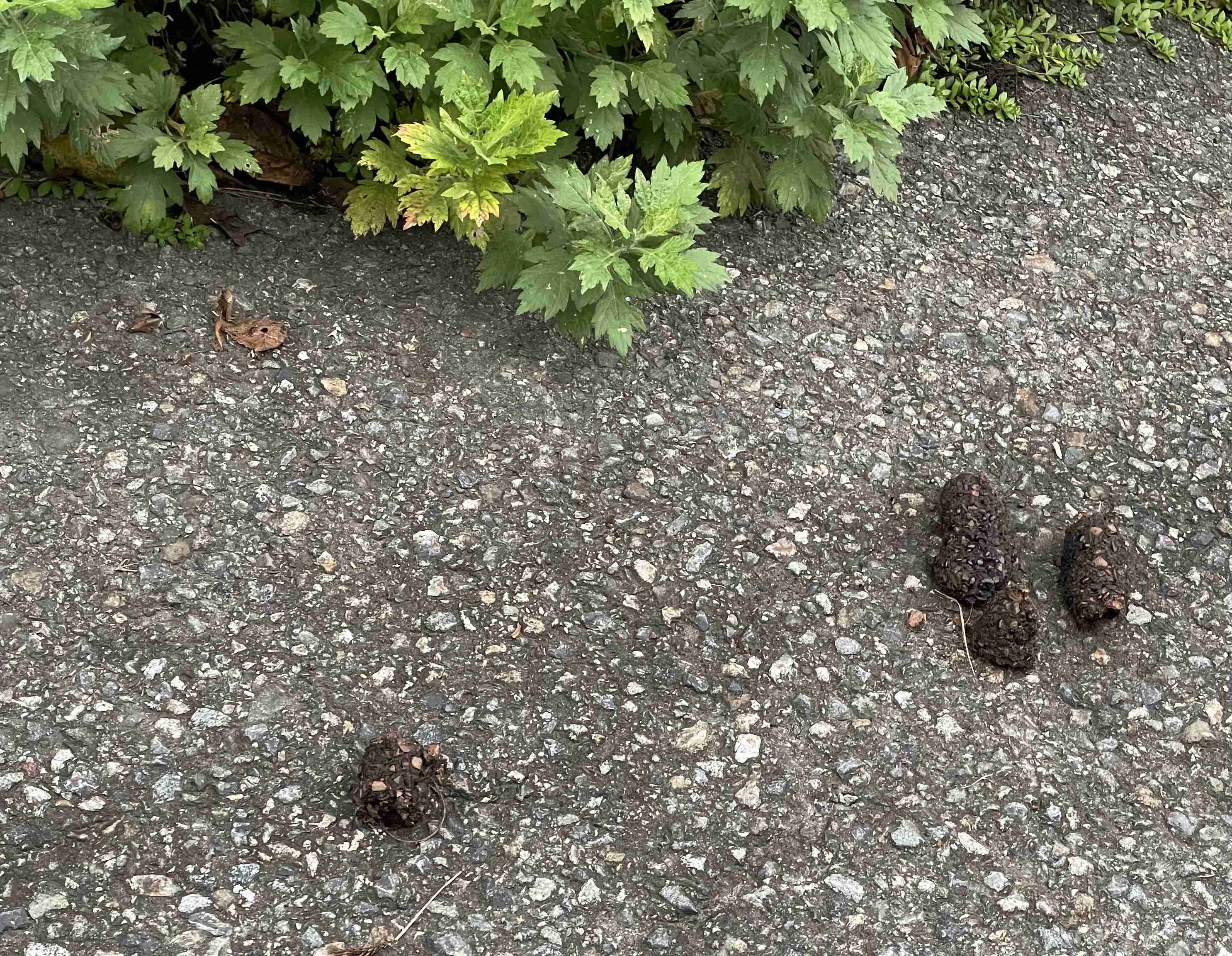 クマ対策について本気で考えよう