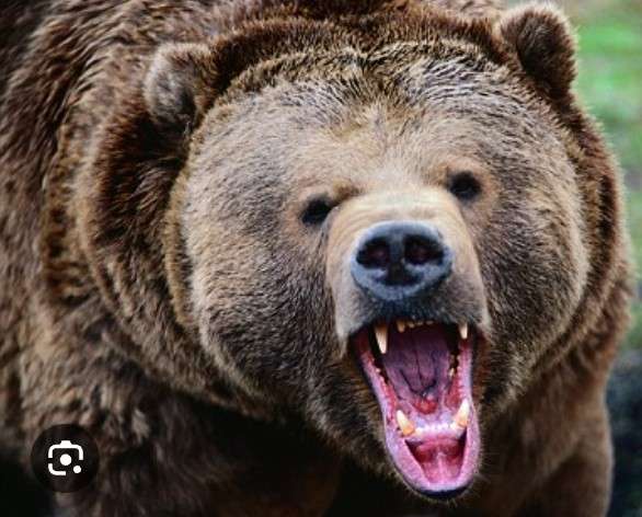 クマ対策について本気で考えよう