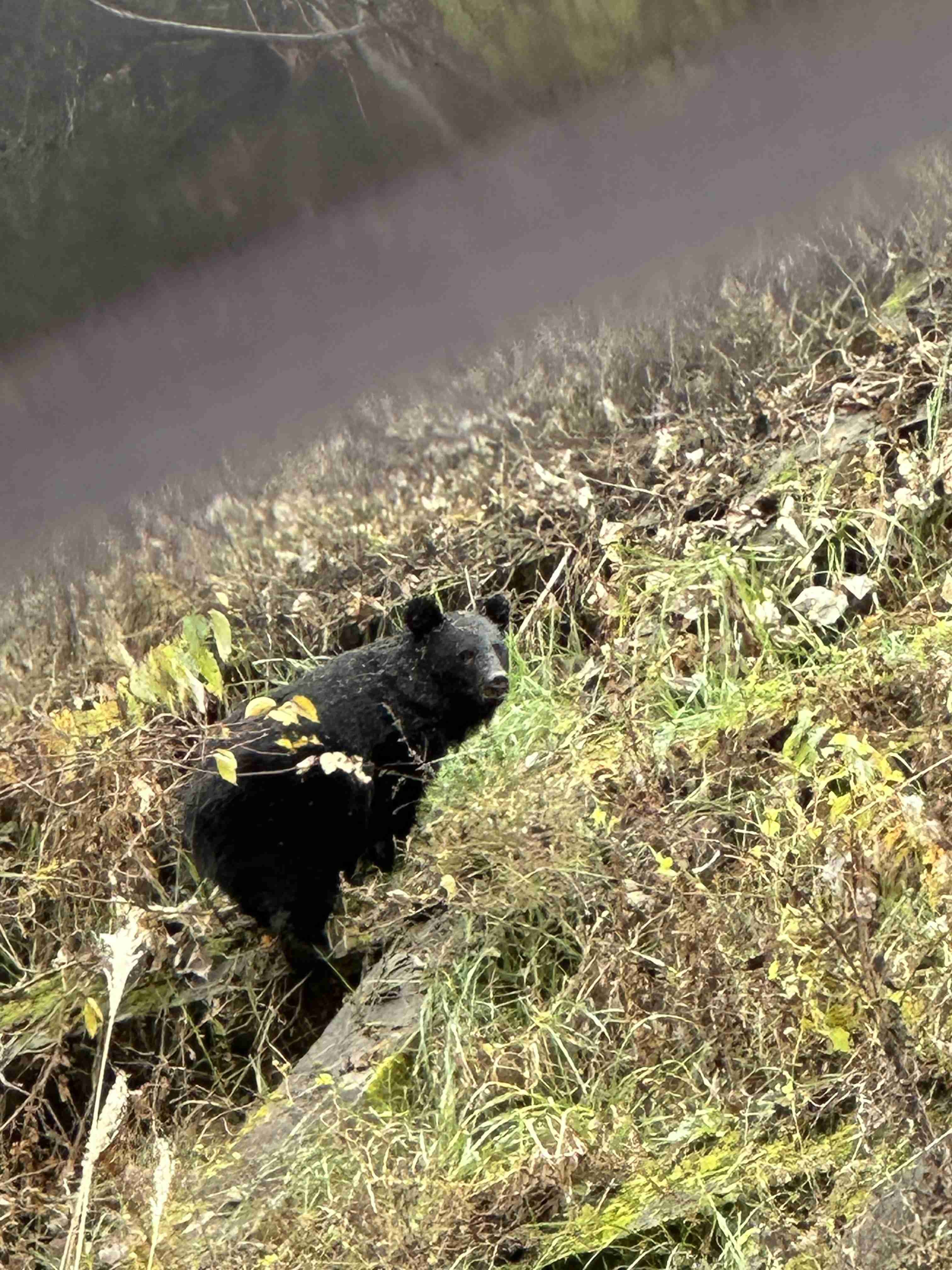 クマ対策について本気で考えよう