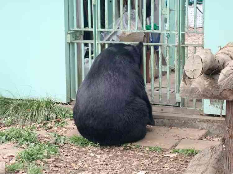 「怖すぎます」　自宅の庭にクマ3頭　わなで捕獲も…暴れ回る姿に戦慄