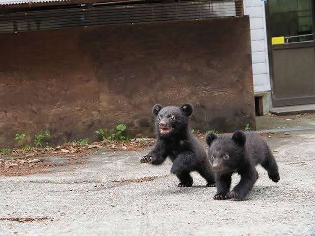 「怖すぎます」　自宅の庭にクマ3頭　わなで捕獲も…暴れ回る姿に戦慄