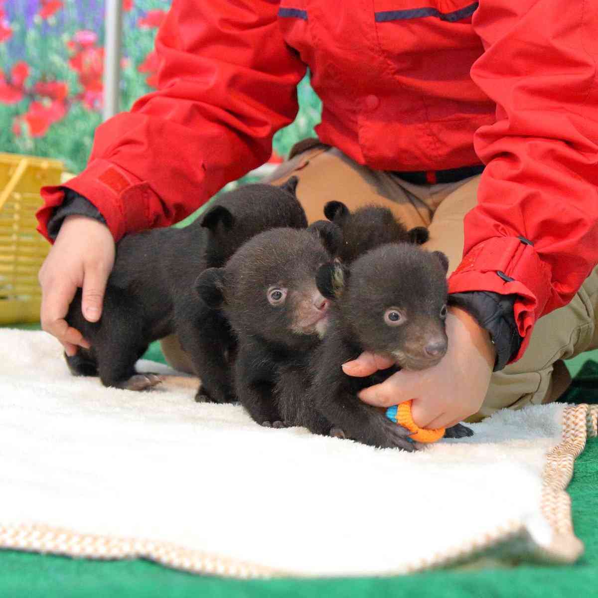 「怖すぎます」　自宅の庭にクマ3頭　わなで捕獲も…暴れ回る姿に戦慄
