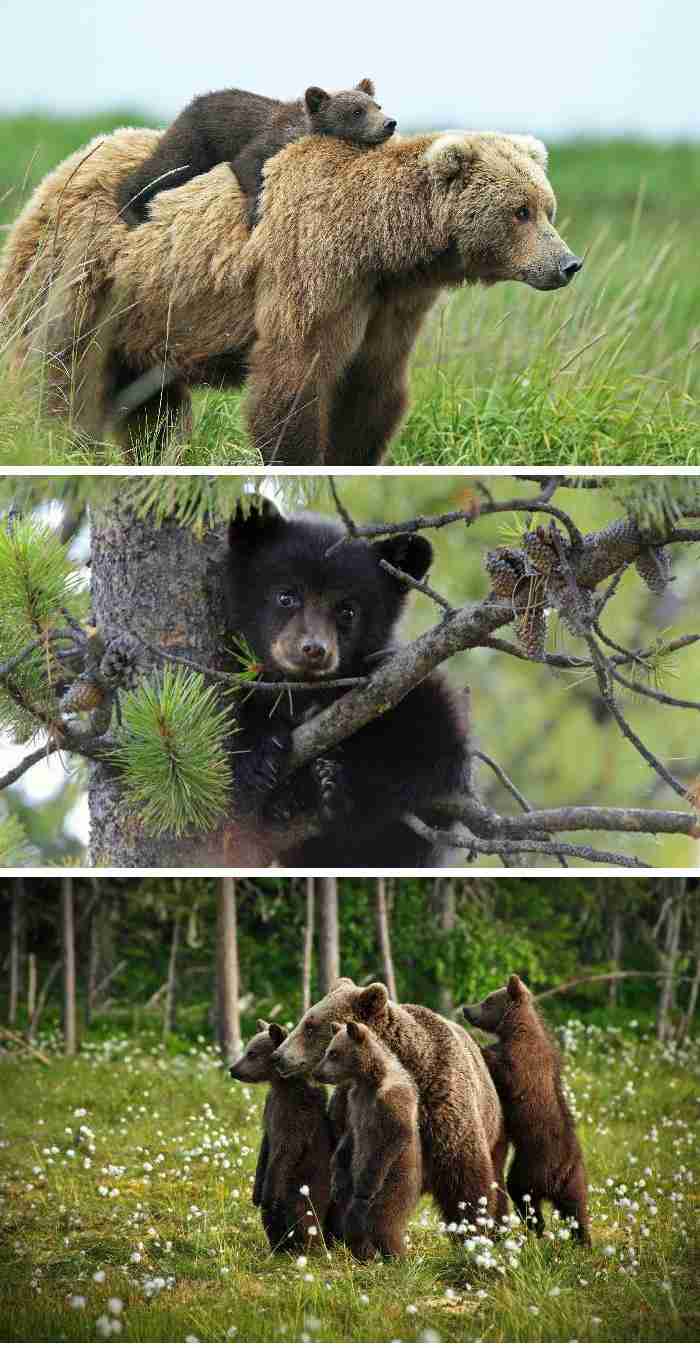 「怖すぎます」　自宅の庭にクマ3頭　わなで捕獲も…暴れ回る姿に戦慄