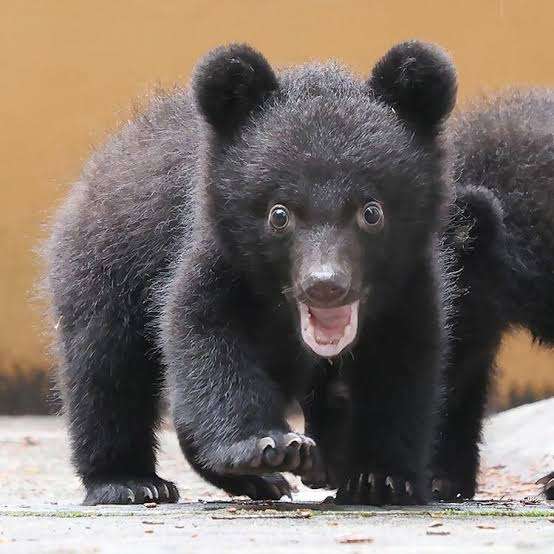 「怖すぎます」　自宅の庭にクマ3頭　わなで捕獲も…暴れ回る姿に戦慄