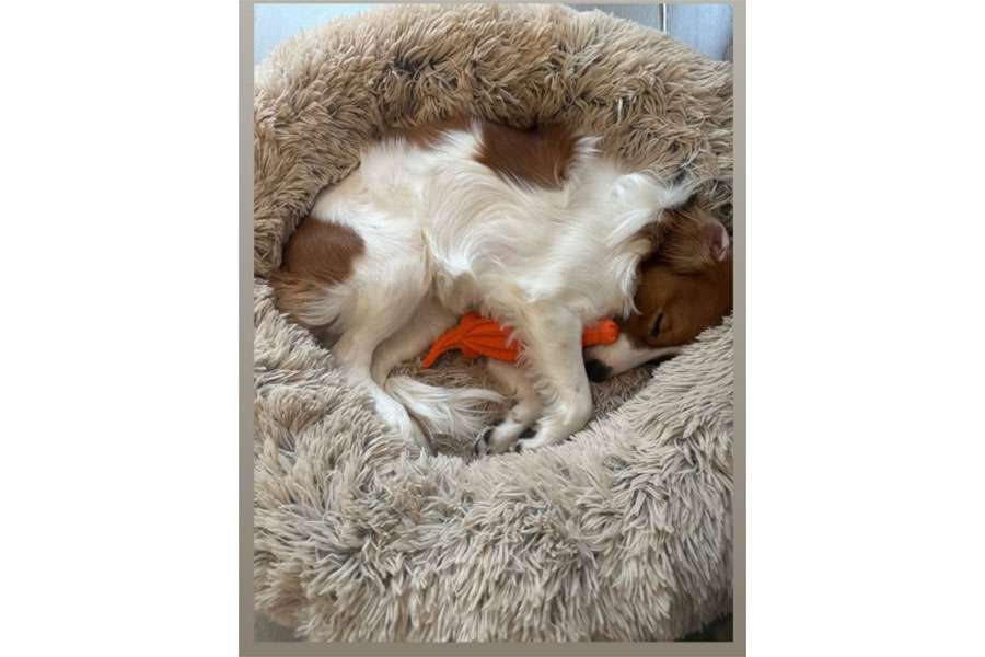 大谷翔平「お前は必要ない」初言及で大爆笑誘う　敵地大合唱で妻・真美子さんにいじられる「妻が好きなチャント」「家庭内で言われないように（笑）」