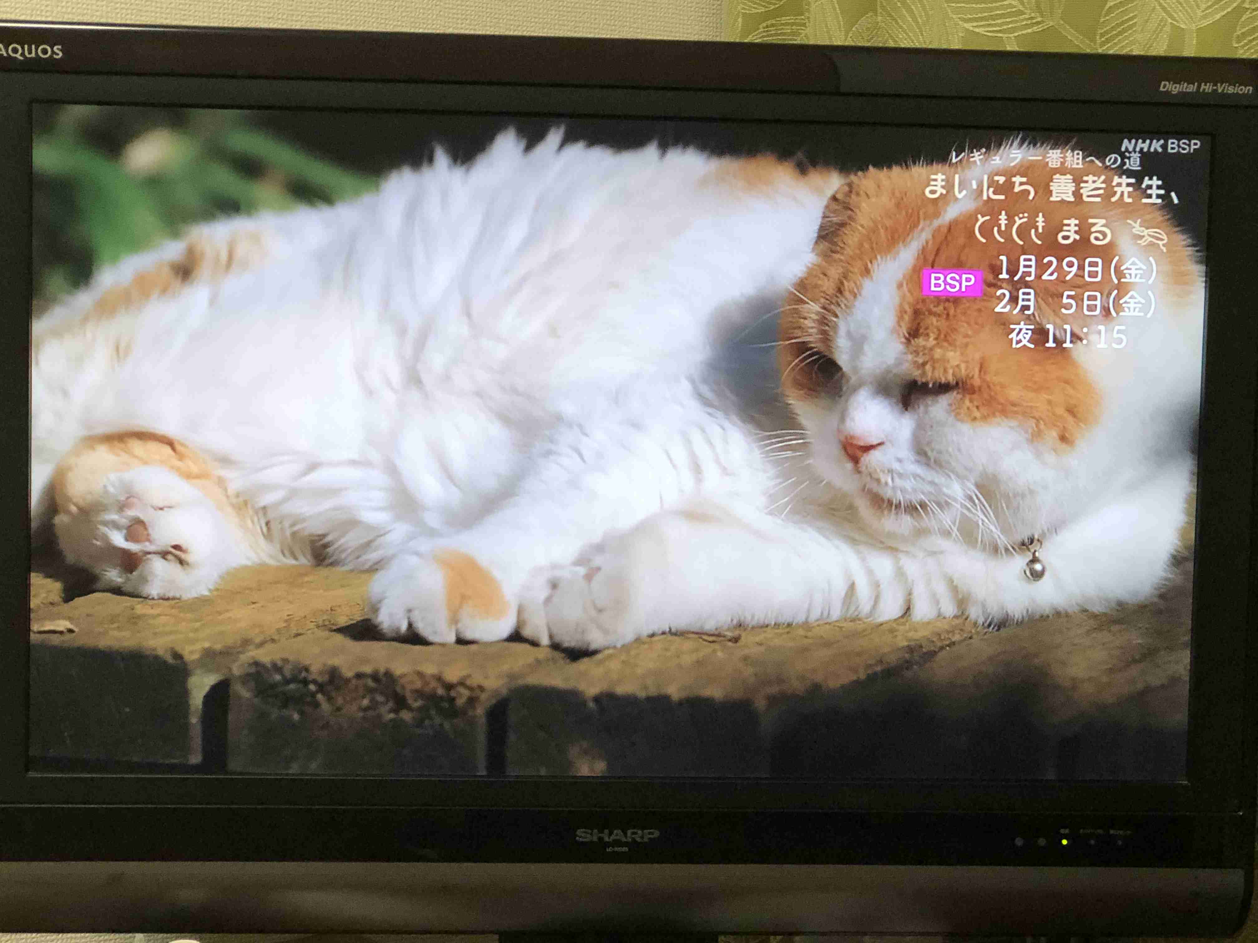 文豪や芸術家が猫と戯れてる画像を見よう! Part2
