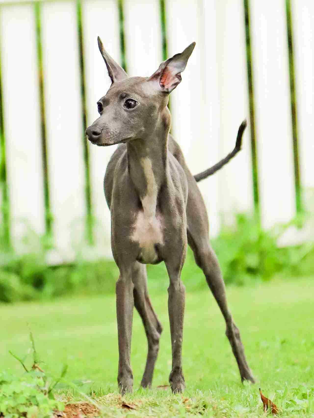 いま「一番人気の犬種」は?ベスト3とワースト3発表 あのブヒ系からバズらない名犬まで 米国