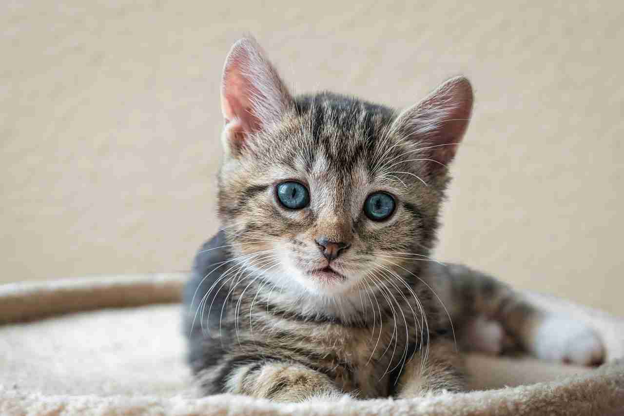 猫を飼ってない人が飼ってる人に質問するトピ Part2