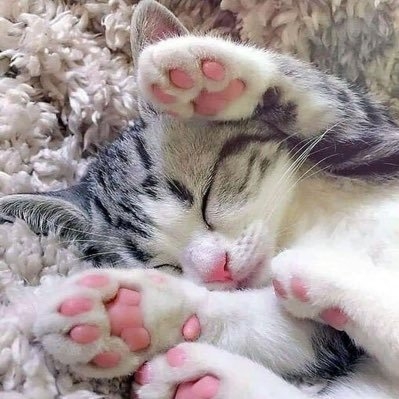 猫を飼ってない人が飼ってる人に質問するトピ Part2