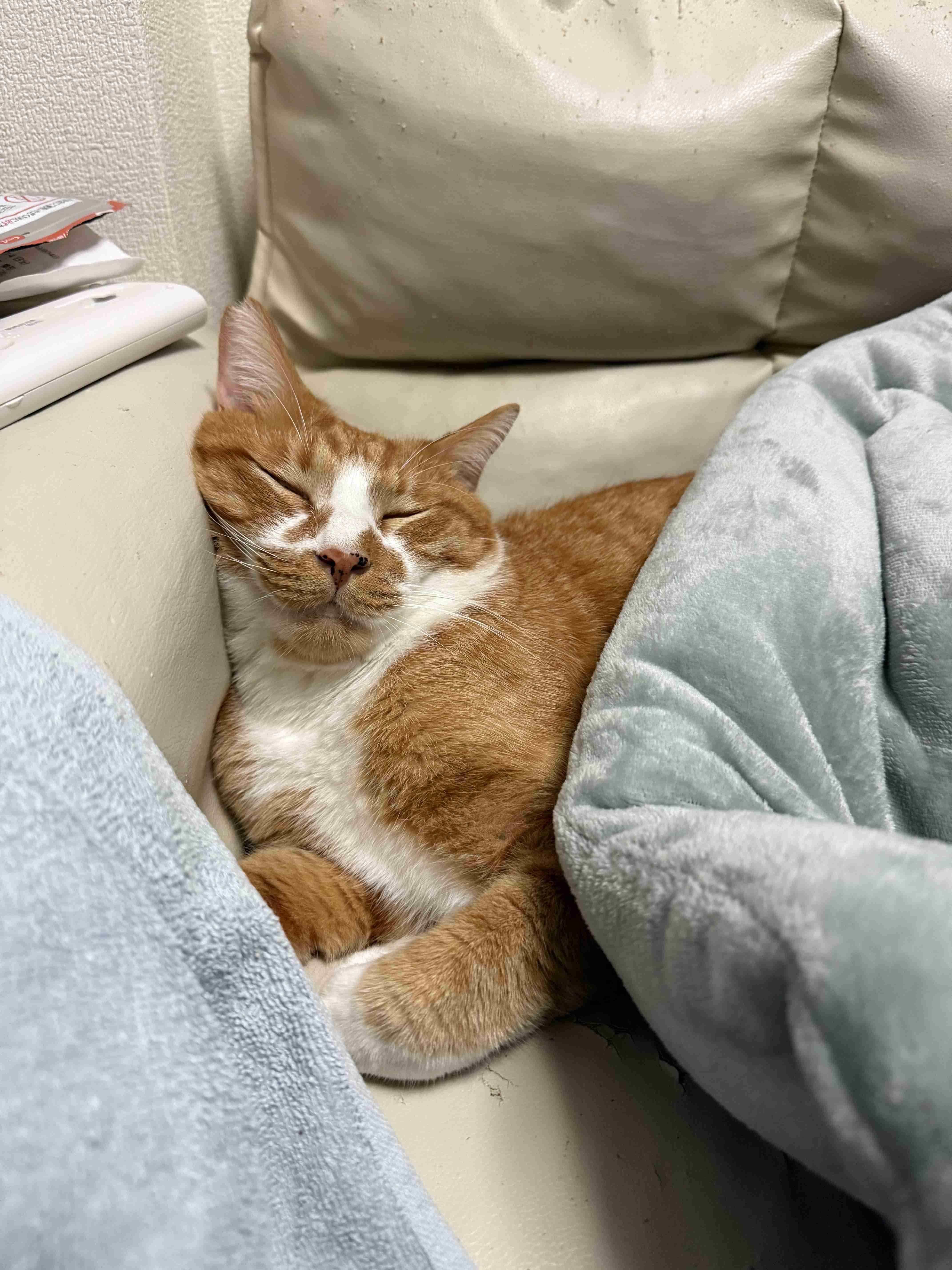 猫を飼ってない人が飼ってる人に質問するトピ Part2