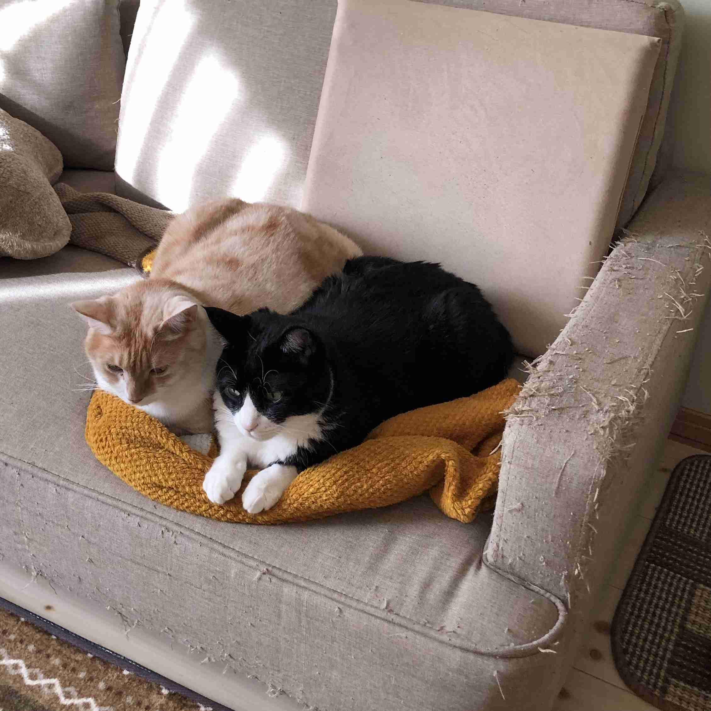 猫を飼ってない人が飼ってる人に質問するトピ Part2