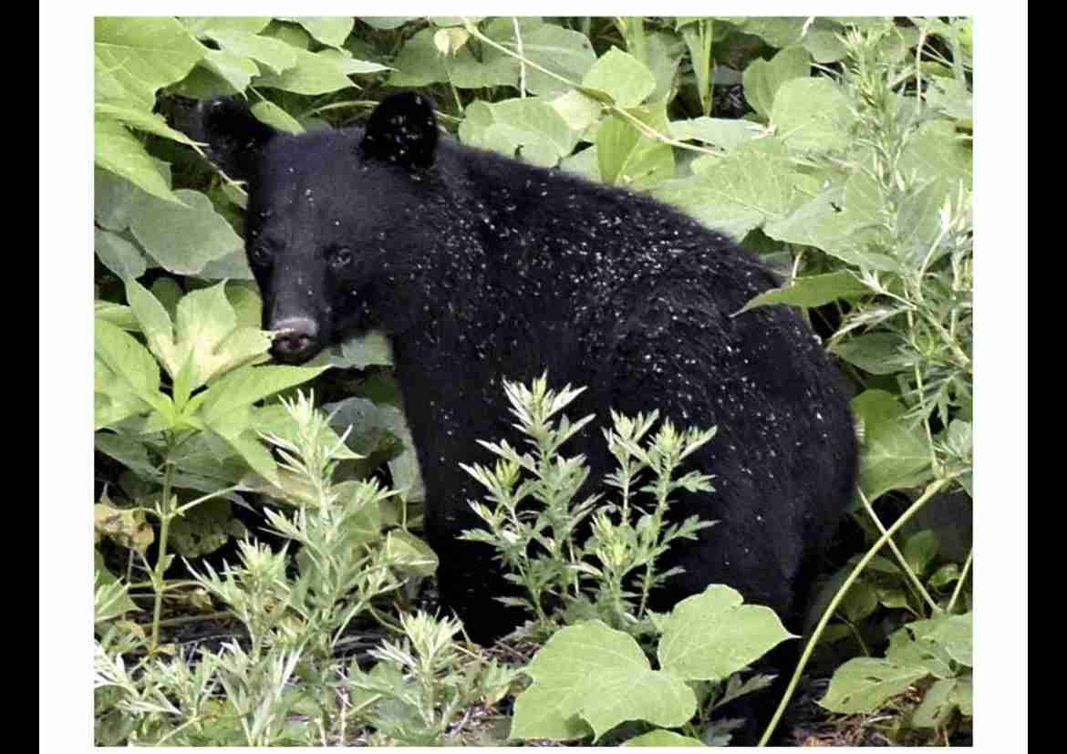 「もう戦争だよ」クマ被害急増に前秋田県知事が怒り 犠牲者の状態「本当にむごい」「葬る方だって惨め」