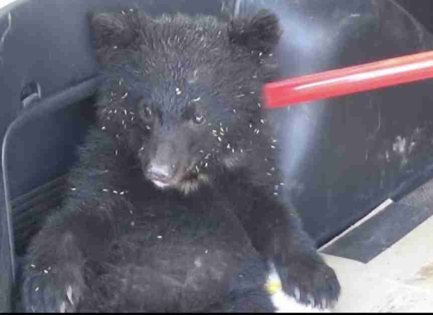 「もう戦争だよ」クマ被害急増に前秋田県知事が怒り 犠牲者の状態「本当にむごい」「葬る方だって惨め」