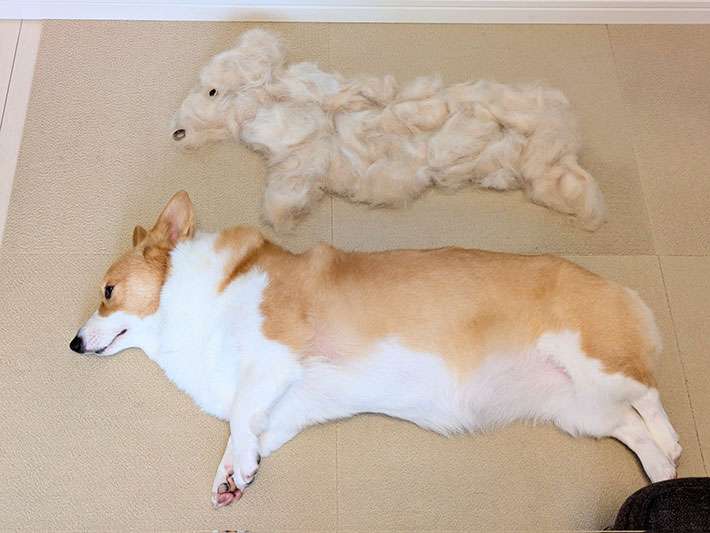 思わずツッコミたくなる画像を貼ると、誰かが関西弁でツッコんでくれるトピpart10